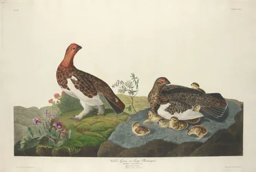 Lagopède des saules