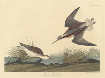 Phalarope de Wilson