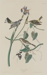 Paruline à couronne jaune