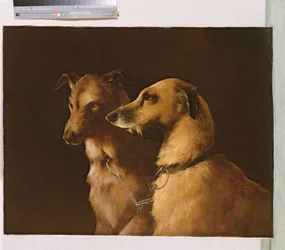 Chiens de cerf