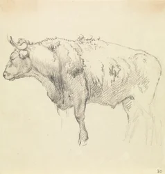 Un taureau