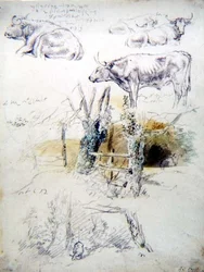 Études de bétail