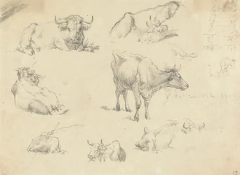 Vaches sous divers angles