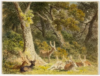 Troupeau de cerfs au repos