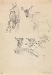 Cerfs et leurs petits