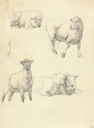 Moutons