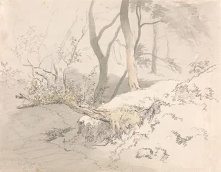 Ombre de forêt