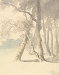 Étude de forêt