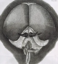 Mouche grise, observation XXXIX de la Micrographia de Hooke, 1664