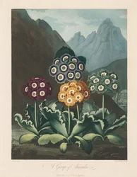Le Temple de Flora, ou Jardin de la Nature : Un groupe d