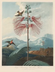 Le Temple de Flora, ou Jardin de la Nature: Grande sensitive à fleurs