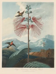 Le Temple de Flora, ou Jardin de la Nature : Grande Sensitive Fleurissante, 1799-1807
