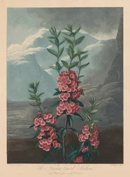 Le Temple de Flora, ou Jardin de la Nature : Le Kalmia à feuilles étroites, Laurier des montagnes