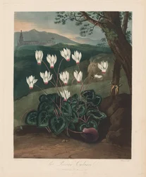 Le Temple de Flora, ou Jardin de la Nature : Le Cyclamen persan, 1799-1807