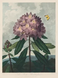 Le Temple de Flora, ou Jardin de la Nature : Le Rhododendron Pontique, 1799-1807