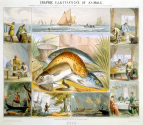 Poisson