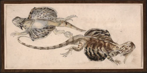 Lézards