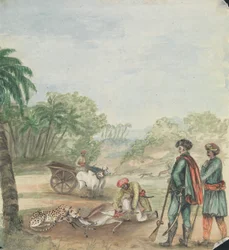 Chasse au guépard