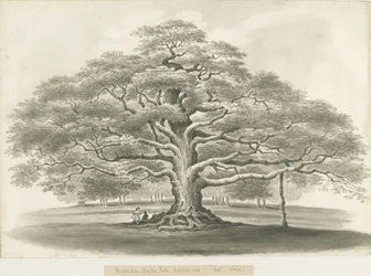 Blithfield - Chêne de Bagot