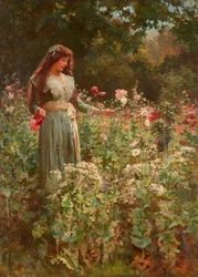 Récolte de coquelicots