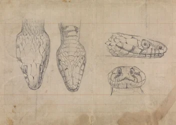 Étude de la tête d