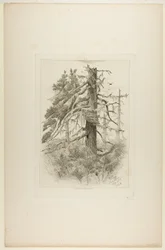 Vieux arbres à Naushon Island
