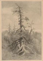 Vieux arbres à Naushon Island