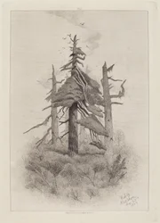 Vieux arbres à l