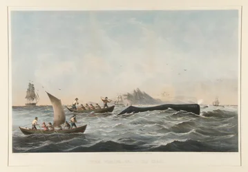 Chasse à la baleine, n° 1 Le Cas