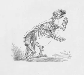 Squelette du Mylodon Darwinii, vers 1885, 1890