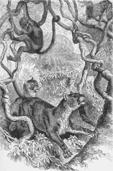 Le Puma, vers 1885, 1890