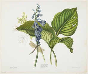 Hostas communs et libellule anglaise