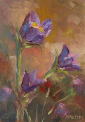 Prairie Crocus, 2023