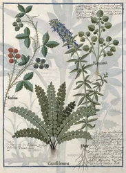 Fougères, ronces et fleurs, illustration du Livre des simples médecines par Mattheaus Platearius
