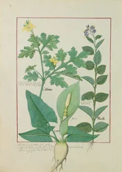 Grande chélidoine ou pavot, Solanum ou morelle, et aron, illustration tirée de The Book of Simple Medicines de Mattheaus Platearius, 113v