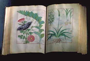 Ms Fr. Fv VI #1 Deux pages représentant Rose et Ail, du Livre des simples médecines par Mattheus Platearius (décédé vers 1161) vers 1470