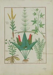 Ms Fr. Fv VI #1 fol.125r Rangée du haut : Maïs, Equisetum et Labruscae flos. Rangée du bas : Marguerite, Jarus et Marjolaine, illustration de Le Livre Simple des Médicaments, par Mattheaus Platearius (d.c.1161) vers 1470