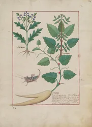 Illustration du Livre des Simples Médecines par Mattheaus Platearius (d.c.1161) c.1470
