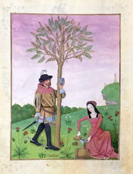 Ms Fr. Fv VI #1 fol.162v Extraction de sève d