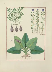 Illustration du Livre des Simples Médecines par Mattheaus Platearius (d.c.1161) c.1470