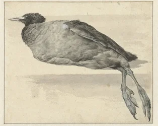 Foulque morte