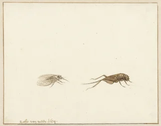 Deux insectes