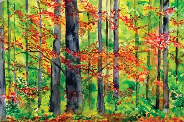 Lueur de la forêt en automne