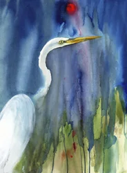Aigrette gracieuse des marais bleus