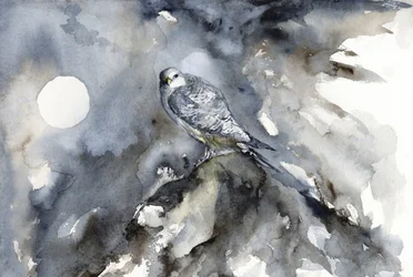 Observation des faucons au clair de lune