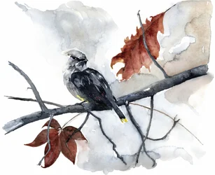 Oiseau d