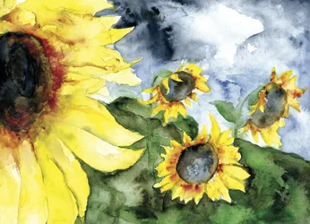 Tournesols sous un ciel orageux