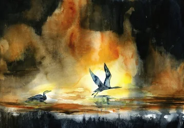 Oiseaux aquatiques au coucher du soleil