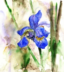 Iris bleu vif