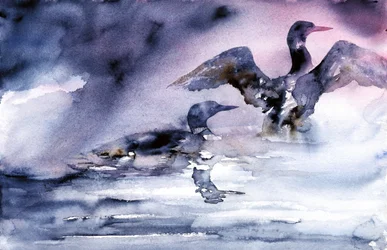 Les oiseaux aquatiques au crépuscule
